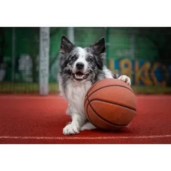 Plakát Plakát, Obraz - Dog with a basketball, Anita Kot