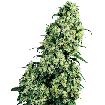 Semeno Sensi Seeds Skunk #1 Balení: 3ks