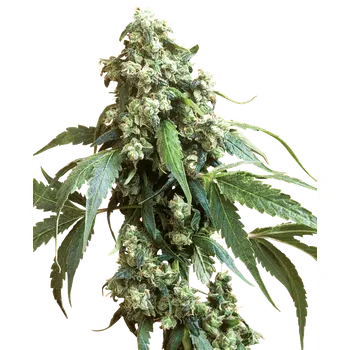 Semeno Sensi Seeds Jack Flash 5 Balení: 3ks