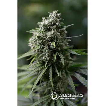 Semeno Silent Seeds Critical + 2.0 Balení: 3ks