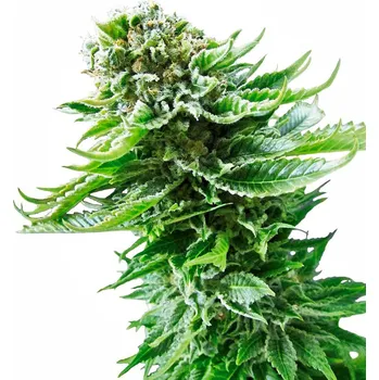 Semeno Sensi Seeds Northern Lights Auto Balení: 3ks