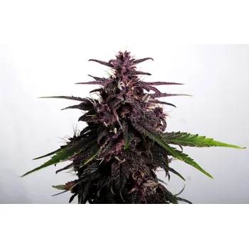 Semeno Kannabia Swiss Dream Rose Auto CBD Balení: 10ks