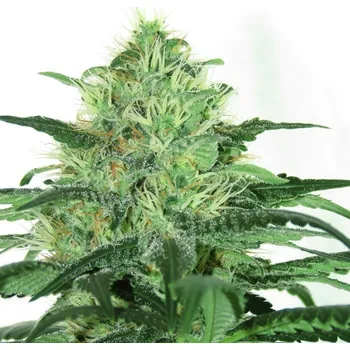 Semeno Ripper Seeds Sideral Balení: 3ks