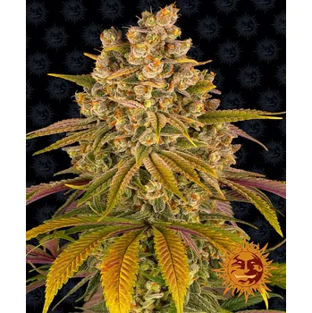 Semeno Barney's Farm Lemon Tree Balení: 5ks