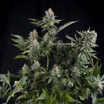 Semeno Pyramid Seeds White Widow Balení: 3+1ks