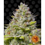 Barney's Farm Blue Gelato 41 Balení: 10ks