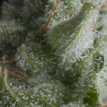 Semeno Pyramid Seeds Auto Shark Balení: 3+1ks