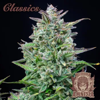 Semeno Buddha Classics Amnesia Auto Balení: 3ks