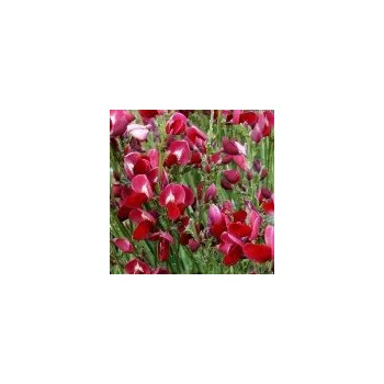 Sazenice Cytisus x praecox Boskoop Ruby 30/40 cm