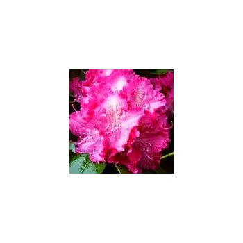 Sazenice Rhododendron hybridum Germania 30/40 cm