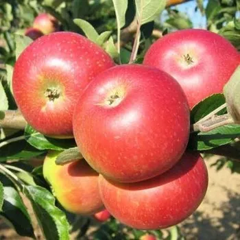 Sazenice Malus Discovery 125/150 cm, podnož M106