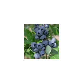 Sazenice Vaccinium corymbosum Polaris 30/40 cm