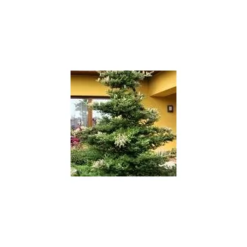 Sazenice Abies koreana 200/250 cm