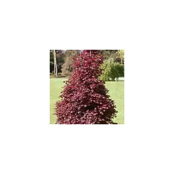 Sazenice Acer platanoides Crimson Sentry kmínek 180 cm
