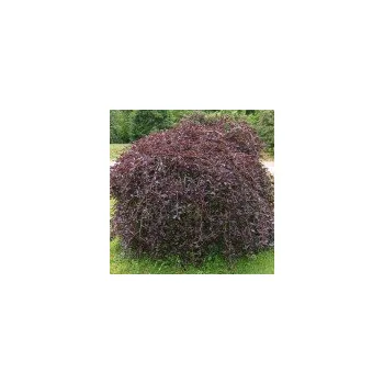 Sazenice Fagus sylvatica Purpurea Pendula 150/175 cm