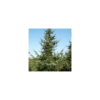 Sazenice Picea omorika 150/175 cm
