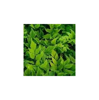 Sazenice Cyrtomium fortunei