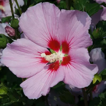 Sazenice Hibiscus syriacus Pink Flirt 40/60 cm