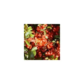 Sazenice Chaenomeles japonica Sargentii 20/30 cm