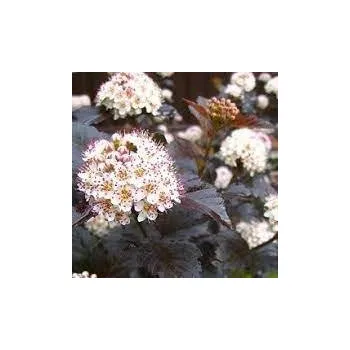 Sazenice Physocarpus opulifolius Red Baron 30/40 cm