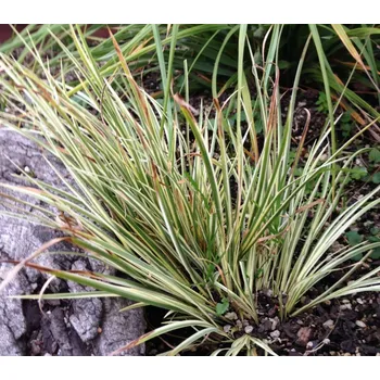 Akvaristika Acorus variegatus (Košíčková Ø 5,5 cm)