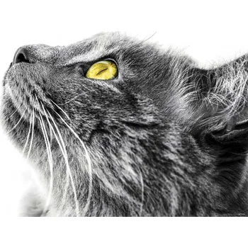 Fototapeta FT M 0864 Papírová fototapeta AG Design Kočka, velikost 160 x 115 cm