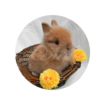 Jedlá dekorace na dort KRÁLÍČEK, VARIANTA Jedlý papír 227