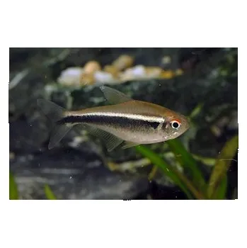 Neonka černá, 2,5 cm