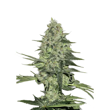 Semeno FastBuds Rhino Ryder Auto Balení: 1ks