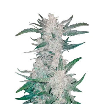 Semeno FastBuds Mexican Airlines Auto Balení: 10ks