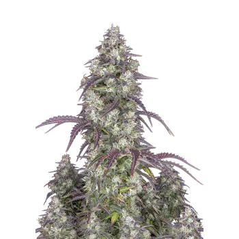 Semeno FastBuds Lemon Pie Auto Balení: 1ks