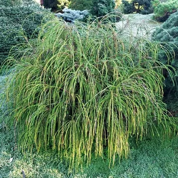 Sazenice Thuja plicata Whipcord 30/40 cm