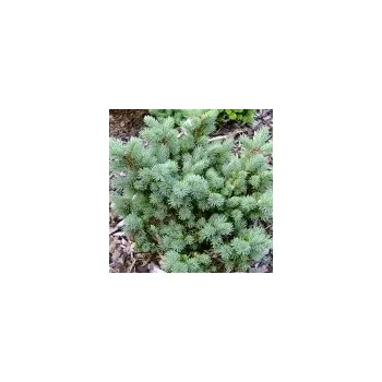 Sazenice Pseudotsuga menziesii Maruschka 40/60 cm