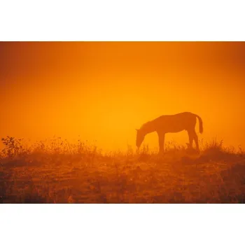 Plakát Plakát, Obraz - Horse silhouette on morning meadow. Orange, kovop58