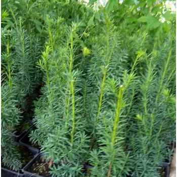 živý plot - tis Hicksii (Taxus Hicksii)