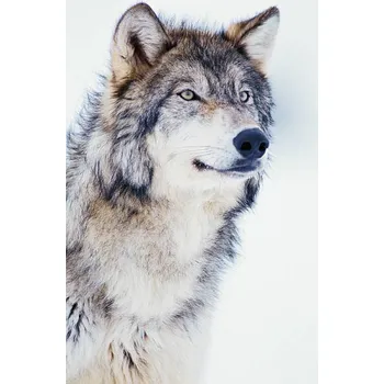 Plakát Plakát, Obraz - Winter Timber Wolf, David A. Northcott