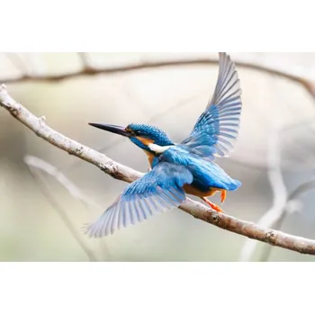 Plakát Plakát, Obraz - Lovely Kingfisher diving to catch, d3_plus D.Naruse @ Japan