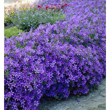 Sazenice Zvonek dalmatský, kont. 0,5 l