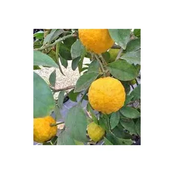 Sazenice Citradia ´Eisenhut 139´