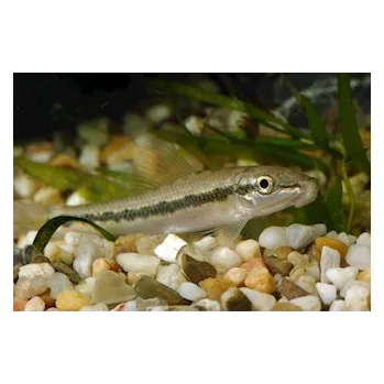 Přísavka thajská, 4 cm