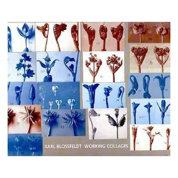 Karl Blossfeldt: Working Collages – Karl Blossfeldt (EN)