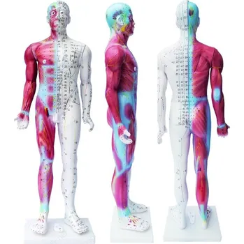 Akupunkturní model člověka, svaly 84 cm