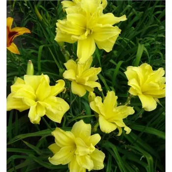 Sazenice Denivka ´DOUBLE RIVER WYE´, kont. 1 l