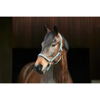 Horseguard Ohlávka Jewel HorseGuard, shadow green EXTRA FULL