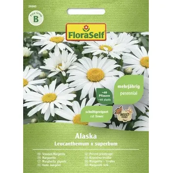 Semeno Kopretina Alaska FloraSelf