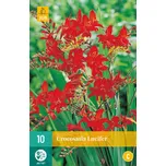 JUB Holland Montbrécie Crocosmia…