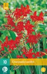 JUB Holland Montbrécie Crocosmia…