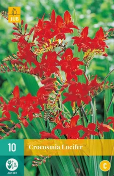 Cibulovina JUB Holland Montbrécie Crocosmia Lucifer 10 ks