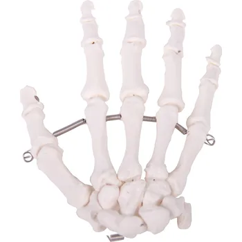 Kosti ruky - anatomický model