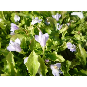 Mazus reptans